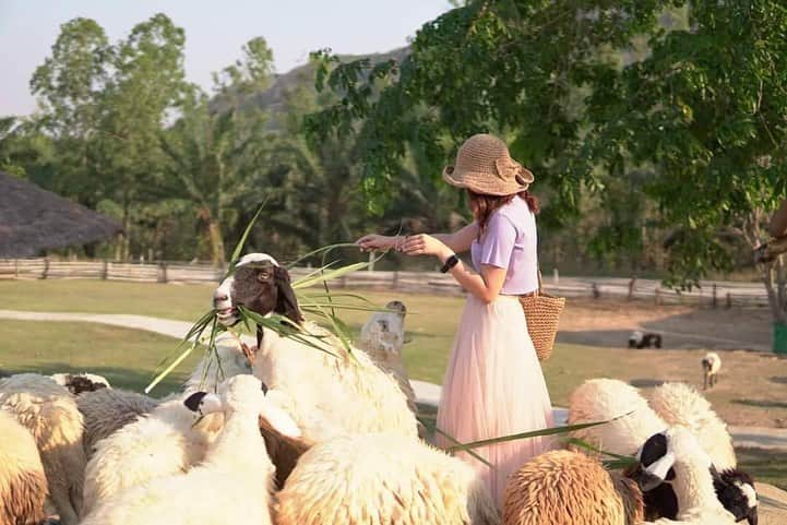 タイ国政府観光庁さんのインスタグラム写真 - (タイ国政府観光庁Instagram)「・﻿ ＼タイの南国フルーツを堪能するなら／﻿ ﻿ 昨日に続き、ラヨーンにあるフルーツ農園「スアン・ラマイ」@suanlamai をご紹介します😘﻿ ﻿ ラヨーンはトロピカルフルーツの産地として知られていて、こちらの農園で大人気なのが、トロピカルフルーツ食べ放題ツアー🍍💕﻿ ﻿ トロリーに乗車して農園を巡りながらフルーツの収穫体験をしたり、フルーツの食べ放題スポットにも立ち寄り、その場で穫れたてのフルーツを楽しむことができます😍﻿ ﻿ さらに、フルーツは農薬を使わないこだわりのオーガニック栽培🌿﻿ ドリアン、マンゴスチン、ランブータン、スターフルーツなどの獲れたてのフルーツをお腹いっぱい満喫しちゃおう👍✨﻿ ﻿ なお開園されるのは4月〜6月の期間限定🌺﻿ ﻿ #タイフルーツ農園 #タイ #ラヨーン #タイフルーツ #南国フルーツ #トロピカルフルーツ #フルーツ狩り #ローカル体験 #ドリアン #スターフルーツ #マンゴスチン #フルーツ #フルーツ大好き #食べるの大好き #食べるの好きな人と繋がりたい #こんなタイ知らなかった #もっと知りタイ #ラヨーン旅行 #タイ旅行  #旅好きな人と繋がりたい #旅行好きな人と繋がりたい #thailand #rayong #suanlamai #amazingthailand #thailandtravel #thailandtrip #thai #thaistagram #lovethailand」5月24日 18時31分 - amazingthailandjp