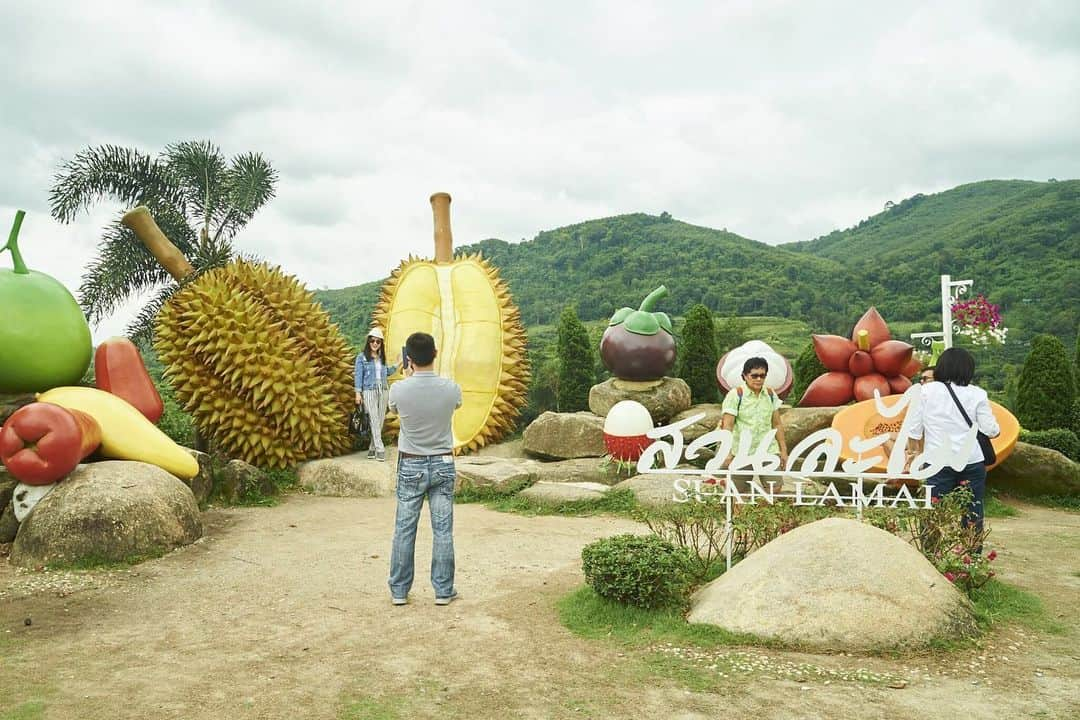 タイ国政府観光庁さんのインスタグラム写真 - (タイ国政府観光庁Instagram)「・﻿ ＼タイの南国フルーツを堪能するなら／﻿ ﻿ 昨日に続き、ラヨーンにあるフルーツ農園「スアン・ラマイ」@suanlamai をご紹介します😘﻿ ﻿ ラヨーンはトロピカルフルーツの産地として知られていて、こちらの農園で大人気なのが、トロピカルフルーツ食べ放題ツアー🍍💕﻿ ﻿ トロリーに乗車して農園を巡りながらフルーツの収穫体験をしたり、フルーツの食べ放題スポットにも立ち寄り、その場で穫れたてのフルーツを楽しむことができます😍﻿ ﻿ さらに、フルーツは農薬を使わないこだわりのオーガニック栽培🌿﻿ ドリアン、マンゴスチン、ランブータン、スターフルーツなどの獲れたてのフルーツをお腹いっぱい満喫しちゃおう👍✨﻿ ﻿ なお開園されるのは4月〜6月の期間限定🌺﻿ ﻿ #タイフルーツ農園 #タイ #ラヨーン #タイフルーツ #南国フルーツ #トロピカルフルーツ #フルーツ狩り #ローカル体験 #ドリアン #スターフルーツ #マンゴスチン #フルーツ #フルーツ大好き #食べるの大好き #食べるの好きな人と繋がりたい #こんなタイ知らなかった #もっと知りタイ #ラヨーン旅行 #タイ旅行  #旅好きな人と繋がりたい #旅行好きな人と繋がりたい #thailand #rayong #suanlamai #amazingthailand #thailandtravel #thailandtrip #thai #thaistagram #lovethailand」5月24日 18時31分 - amazingthailandjp