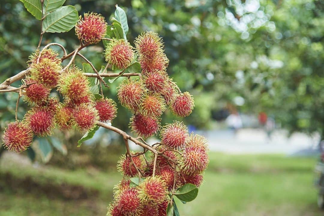 タイ国政府観光庁さんのインスタグラム写真 - (タイ国政府観光庁Instagram)「・﻿ ＼タイの南国フルーツを堪能するなら／﻿ ﻿ 昨日に続き、ラヨーンにあるフルーツ農園「スアン・ラマイ」@suanlamai をご紹介します😘﻿ ﻿ ラヨーンはトロピカルフルーツの産地として知られていて、こちらの農園で大人気なのが、トロピカルフルーツ食べ放題ツアー🍍💕﻿ ﻿ トロリーに乗車して農園を巡りながらフルーツの収穫体験をしたり、フルーツの食べ放題スポットにも立ち寄り、その場で穫れたてのフルーツを楽しむことができます😍﻿ ﻿ さらに、フルーツは農薬を使わないこだわりのオーガニック栽培🌿﻿ ドリアン、マンゴスチン、ランブータン、スターフルーツなどの獲れたてのフルーツをお腹いっぱい満喫しちゃおう👍✨﻿ ﻿ なお開園されるのは4月〜6月の期間限定🌺﻿ ﻿ #タイフルーツ農園 #タイ #ラヨーン #タイフルーツ #南国フルーツ #トロピカルフルーツ #フルーツ狩り #ローカル体験 #ドリアン #スターフルーツ #マンゴスチン #フルーツ #フルーツ大好き #食べるの大好き #食べるの好きな人と繋がりたい #こんなタイ知らなかった #もっと知りタイ #ラヨーン旅行 #タイ旅行  #旅好きな人と繋がりたい #旅行好きな人と繋がりたい #thailand #rayong #suanlamai #amazingthailand #thailandtravel #thailandtrip #thai #thaistagram #lovethailand」5月24日 18時31分 - amazingthailandjp