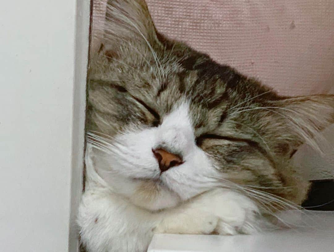 飯窪春菜さんのインスタグラム写真 - (飯窪春菜Instagram)「😪💭🐈 ・ ・ 写真で一言 どんな夢を見ているのかなあ☺️ ・ ・ ・ #テト  #写真で一言  #大喜利  #チャレンジ  #ねこすたぐらむ  #猫のいる暮らし  #cat  #catstagram  #はるなの毎日  #飯窪ってる」5月24日 18時35分 - harunaiikubo_official
