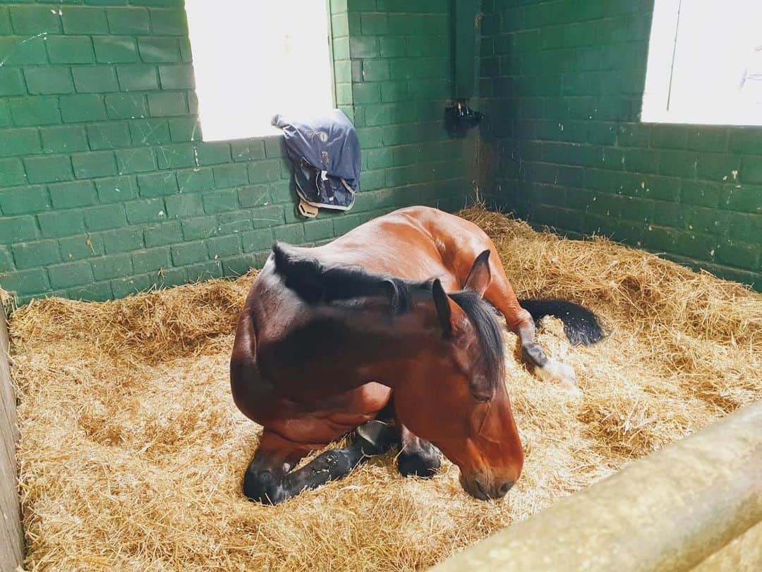 ジュディ舞衣のインスタグラム：「Pommie needs all the naps after two double clears in first show in a couple months🦄💤 #pommiepompom」