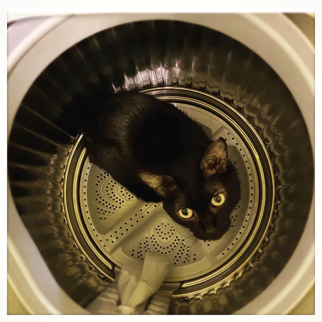 kumikoのインスタグラム：「クロちゃん発見。」