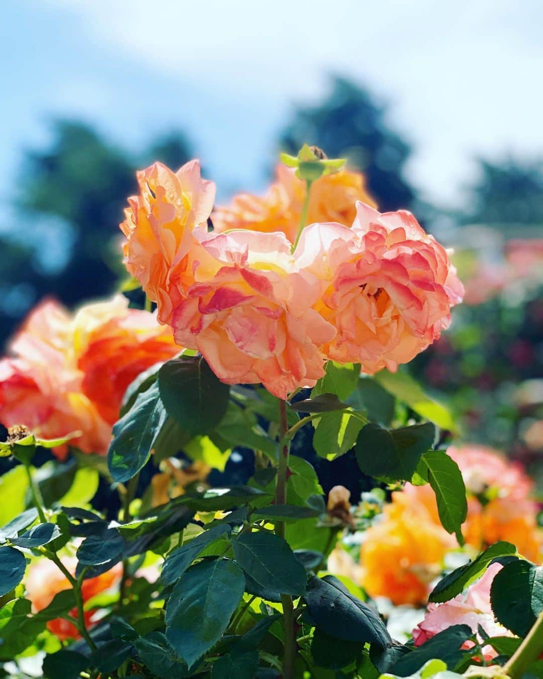 いかりさとみさんのインスタグラム写真 - (いかりさとみInstagram)「もう、ほんと綺麗🌹🌹🌹✨. #薔薇 #バラ園」5月24日 19時23分 - satomi_ikari
