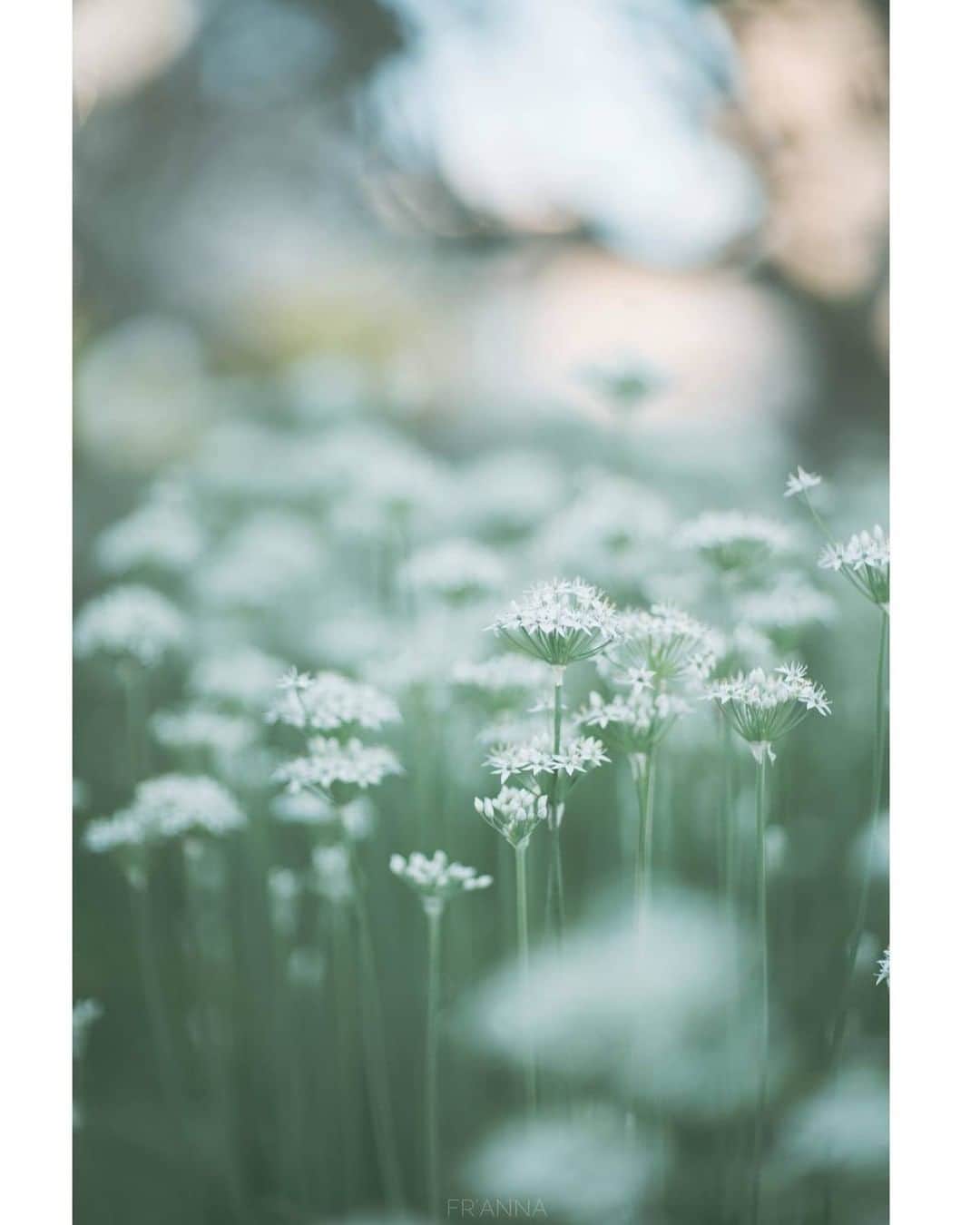 花の写真館のインスタグラム：「Photo by @frana_es_peb.⠀ https://instagram.com/frana_es_peb/⠀ .⠀ Original Post[投稿いただいたURL]⠀ https://www.instagram.com/p/B2t-oICACk5/⠀ .⠀ 本アカウントは、 #私の花の写真 をつけてInstagramに投稿された皆さまの花の写真や、「花の写真館」Facebookページで投稿された花の写真を紹介します。⠀ 「花の写真館」Facebookページは、「 @floral.photograph 」のプロフィールにあるURLからご覧ください。⠀ .⠀ ※日本政府により緊急事態宣言が発令されました。 皆様、政府、自治体など公的機関の指示に従った行動をお願いします。⠀ 東京カメラ部および分室では、写真を「見る楽しみ」を提供することを通して、微力ながら皆様にわずかな時間でも癒しをお届けしたいと思っております。⠀ ※本アカウントは東京カメラ部がFacebook、Instagramのサービスを利用して運営しているもので、Facebook社・Instagramとは一切関係ありません。⠀ .⠀ #花の写真館 #floralphotograph #floralphoto #flower #flowers⠀ Follow: @floral.photograph」