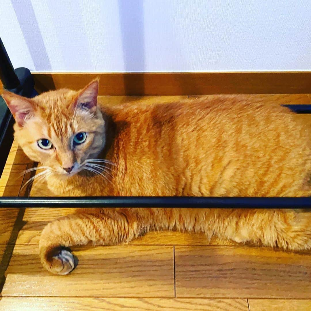 Shinnosukeさんのインスタグラム写真 - (ShinnosukeInstagram)「秘密基地か。  #丸見え #バレバレ #cat #猫 #狭い所が好き #囲まれたい #ドレミファソラティド」5月24日 19時40分 - shinscapade