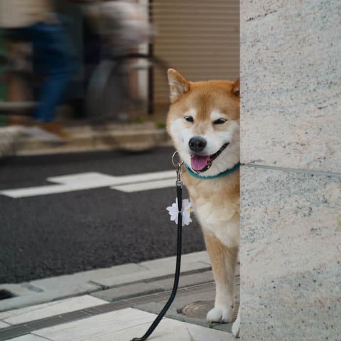 まる（まるたろう）さんのインスタグラム写真 - (まる（まるたろう）Instagram)「We were on a stakeout.✨🐶😎✨パパ！早く隠れて！ #見つかっちゃうぢゃん #ゴリさん早く #パパデケェからはみ出しちゃってるよ #困ります #本当に困ります #張り込み中 #石原まる次郎」5月24日 19時34分 - marutaro