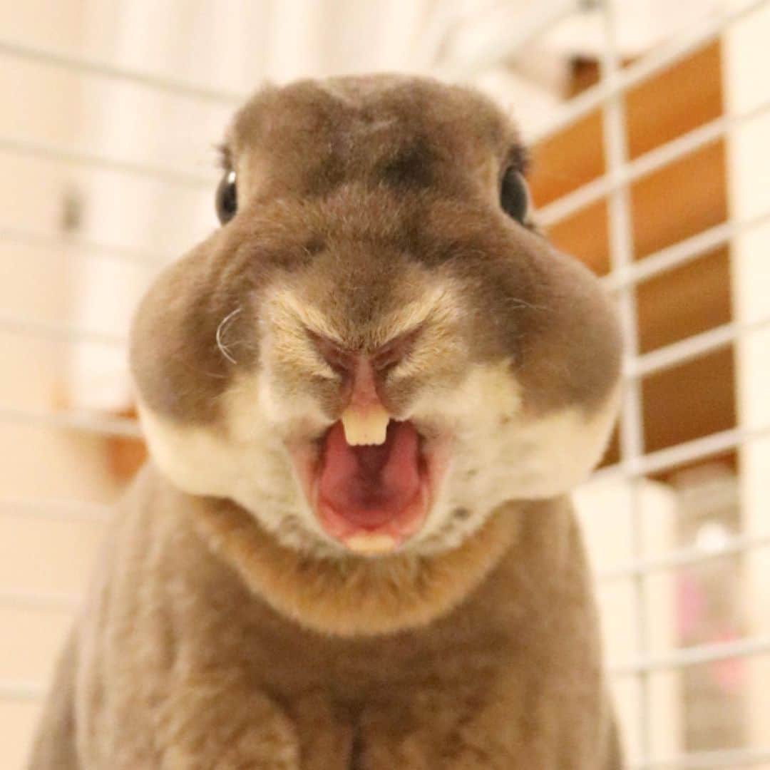 Kayoのインスタグラム：「カワウソのあくび♡ ・ ・ って、顔の幅デカ😂 ほっぺたになに隠してるん？」