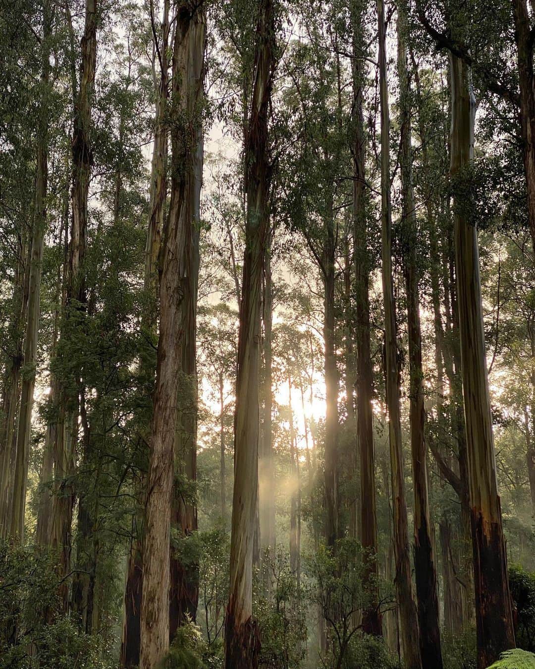 のインスタグラム：「The earth has music for those who listen - Shakespeare」
