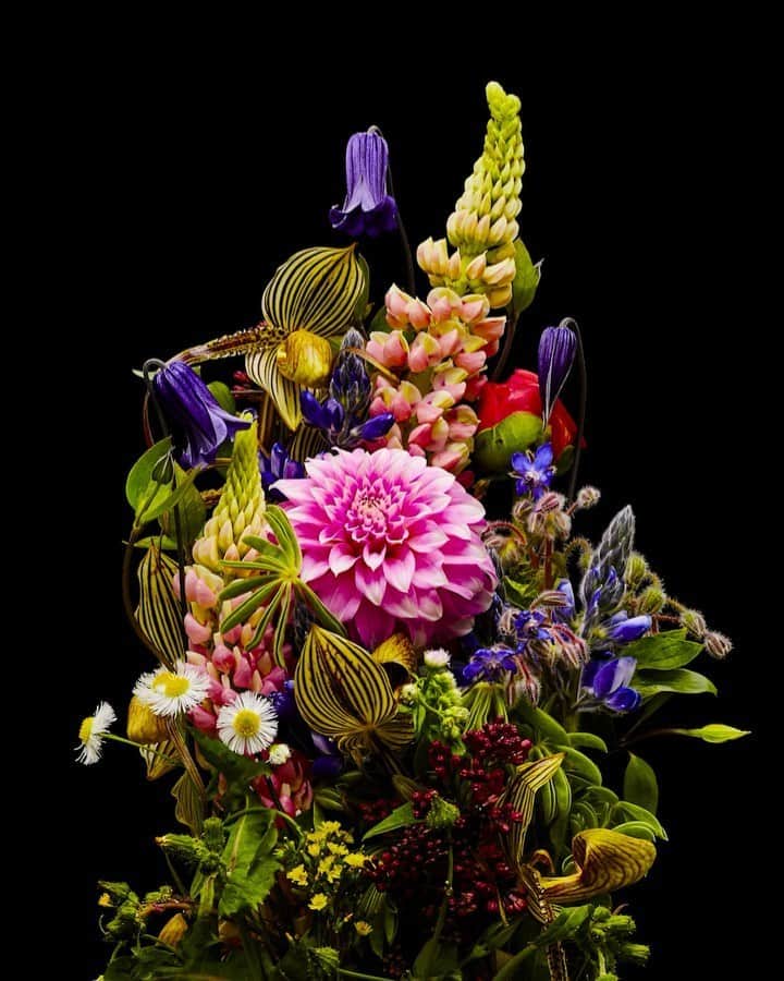 椎木俊介のインスタグラム：「Flowers  #azumamakoto #makotoazuma #shiinokishunsuke #amkk #amkkproject #flowers #flowerart #東信 #東信花樹研究所 #花  #timelapse #30s」