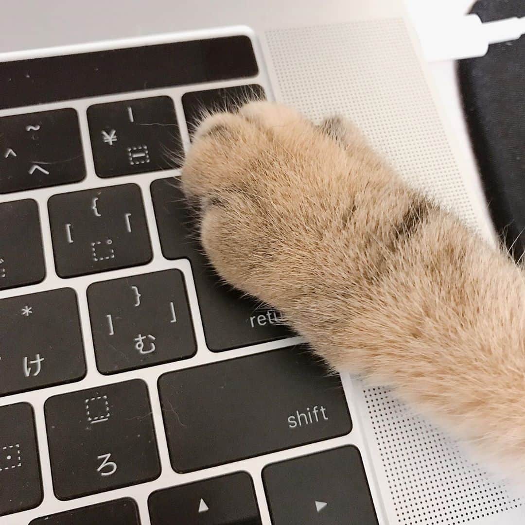 デカキンさんのインスタグラム写真 - (デカキンInstagram)「パソコンの仕事をさせてくれない子猫。。。ミニたん。」5月24日 20時48分 - dekakin
