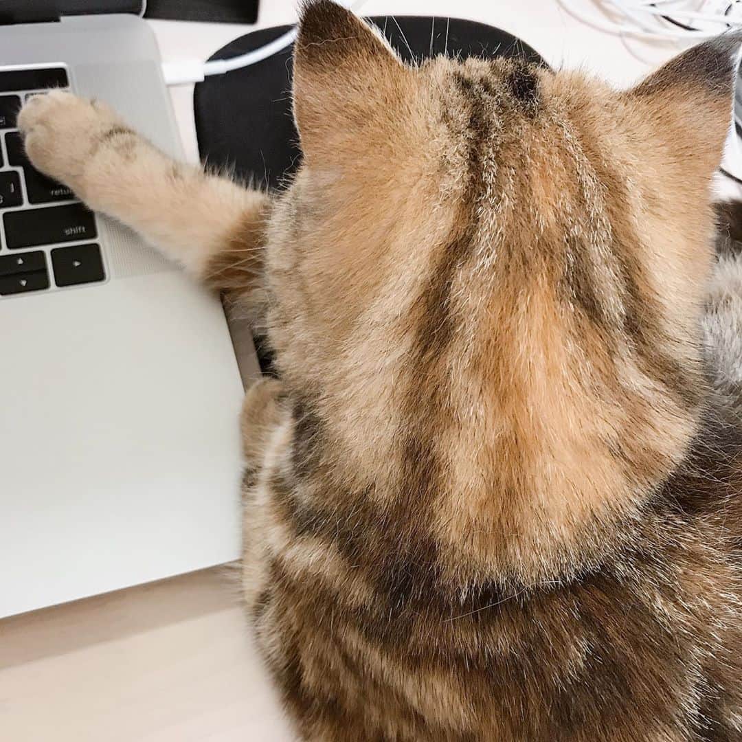 デカキンさんのインスタグラム写真 - (デカキンInstagram)「パソコンの仕事をさせてくれない子猫。。。ミニたん。」5月24日 20時48分 - dekakin