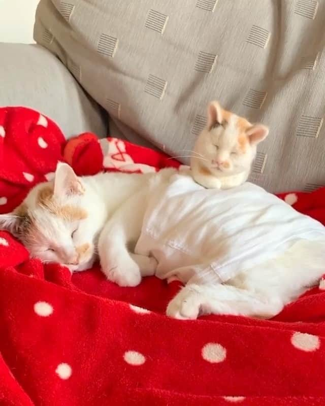 PECOねこ部のインスタグラム