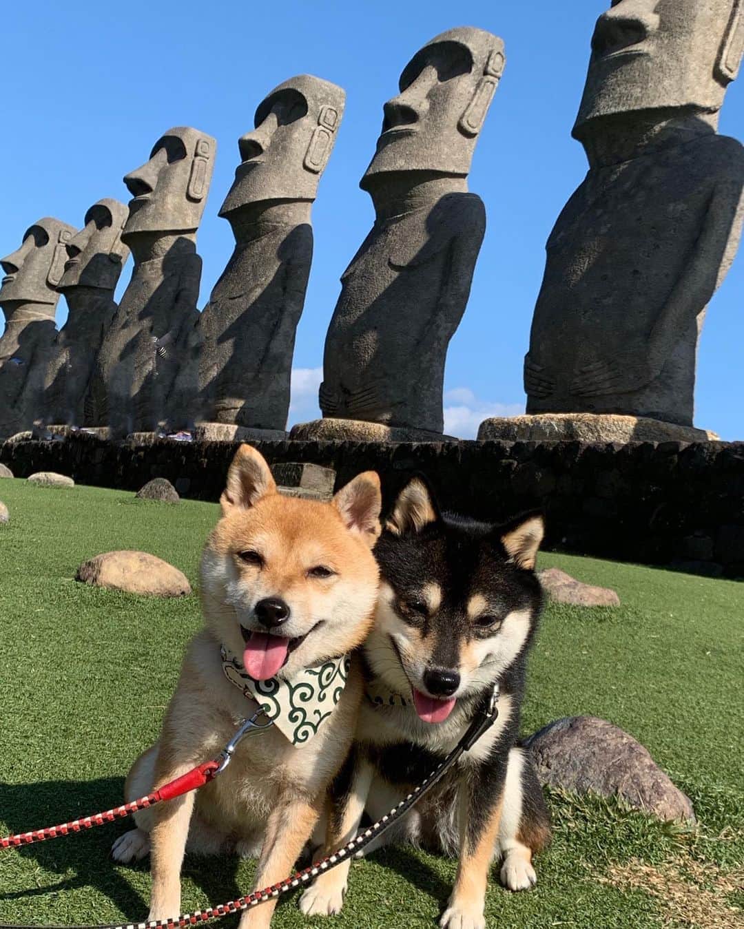 豆柴なつ ふゆさんのインスタグラム写真 豆柴なつ ふゆinstagram Moai Statue Tbt モアイ像 過去pic 携帯待受 モアイ像 Moai 犬連れ旅行 旅行 Shibaaaaainu Shibaaddict シバフル わんダフォ Shibamania 柴犬ライフ Pecoいぬ部 Shiba Snap