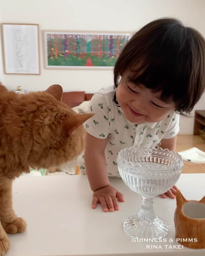 ギネス & ピムスのインスタグラム：「24/05/2020 Happy Sunday! ・ Nagi – a boy who might wish to be a cat, or might think he is a cat. He can now drink water, mimicking the way cats do it. Enjoy the rest of your weekend everyone! ・ ・ ギネピムの影響を受けて 日々育っている凪ねこですが、 今週突然猫の水入れを前に ペロペロと猫が水を飲むマネをし始め 最終的に飲むようになりました😂 その行動にギネスは二度見、 ピム丸は真横で何度も正気かと 心配そうに見守っていました。笑 本当に ギネピムと同じ生きものだと 思っているのか、 猫に憧れているのか、 気になる母です。 ちなみに 飲む前に察して 水換えはしましたけど 綺麗ではないでしょうね…きっと🌚 それでは 来週もよろしくお願いします♬ ・ ・ #ギネピムと凪くん  #1yearold #1歳 #1歳5ヶ月 #17monthsold  #babyboy #男の子ベビー #赤ちゃんのいる生活 #赤ちゃんのいる暮らし #赤ちゃんと猫 #猫と赤ちゃん」