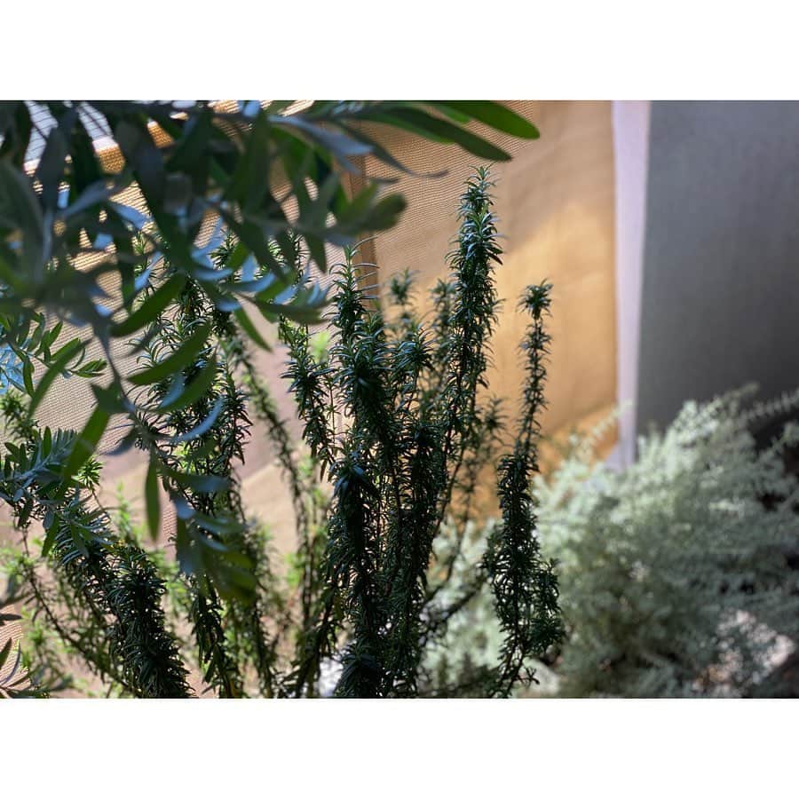 のインスタグラム：「* 狭いバルコニーに少しずつ植物を集めたら、見晴らしがとっても清々しくなった！ * 雨の日と晴れの日、違う表情を見せます✨🌞☔️🌈✨元気にスクスク育って嬉しいが、トリミングそろそろしたいし、自分のもそろそろしたい🤣💇‍♀️💈✂︎ * そして次はお花に手を出したい🤭🌸🌸 * #水やりしてるのは夫というハッシュタグを付けろと言われたからつける🙄」