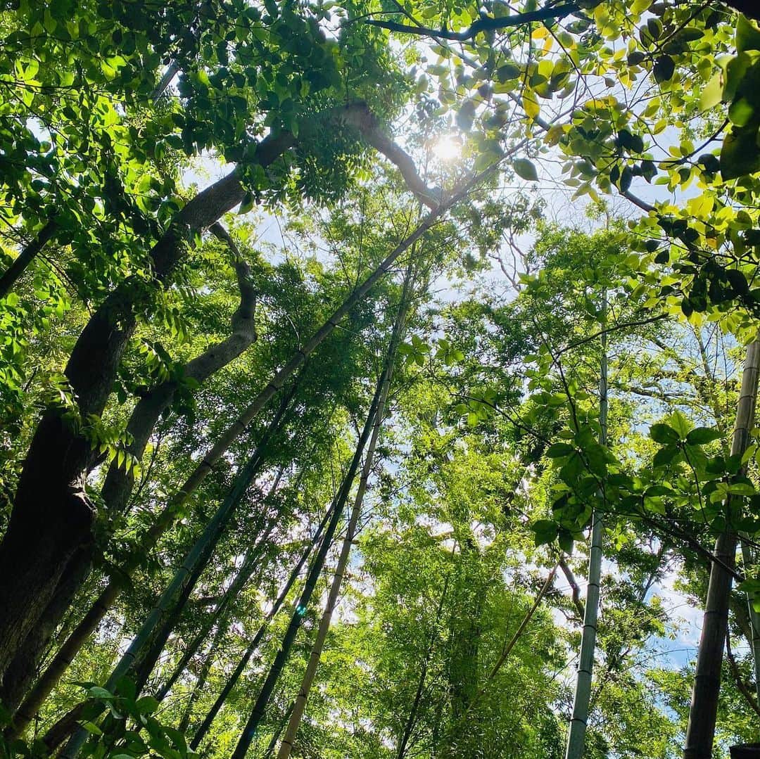 Hiroe Hiranoさんのインスタグラム写真 - (Hiroe HiranoInstagram)「【自然と調和する時間。山登り🌿】 朝からトレーニングして💪 アジャストメントをして身体を整えた後に。﻿ ﻿ 今日は、たっぷり汗をかきました💦﻿ そして、久々に山登りへ❣️⛰🌳🌳🌳﻿ #葉山リトリート ﻿ . 先週、雨もあり仕事モードが﻿ マックスだったので、少し身体ケアを﻿ サボってたのが見事に現れる、、、😭﻿ 日々のケアが大切だね💦😅﻿ ﻿ アーシング✨🌏﻿ 都内からすぐ場所に、﻿ こんな自然がたくさんあるよ。﻿ ﻿ 若葉や太陽、海、鳥の鳴き声。﻿ 富士山も見えました🙏﻿ ﻿ 地図のように簡単コースもあるし、﻿ ぜひ自然と調和する時間をお楽しみください🌳﻿ ﻿ 葉山の #真名瀬 エリアのコースです✌️﻿ ﻿ そして。﻿ 明日から、緊急事態宣言がクリアになるそうで。﻿ 東京に行ったのがずいぶん前に感じるなぁ。﻿ ﻿ ここ数ヶ月で、、、色々と向き合いながら。﻿ 私の中でもクリアになったことも🌟﻿ ﻿ スタンダードの変化もあるよね。﻿ ﻿ 変わらないのは、これからも。﻿ 自分と大切な人を大切にしながら、﻿ また日々を豊かに過ごして参りましょう☺️✌️﻿ ﻿ 💓LOVE&PEACE💓 . 　#パレオライフアカデミー　#葉山　#hayama @paleo_life_academy」5月24日 21時28分 - hiroe_hirano