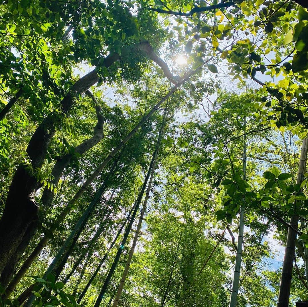 Hiroe Hiranoさんのインスタグラム写真 - (Hiroe HiranoInstagram)「【自然と調和する時間。山登り🌿】 朝からトレーニングして💪 アジャストメントをして身体を整えた後に。﻿ ﻿ 今日は、たっぷり汗をかきました💦﻿ そして、久々に山登りへ❣️⛰🌳🌳🌳﻿ #葉山リトリート ﻿ . 先週、雨もあり仕事モードが﻿ マックスだったので、少し身体ケアを﻿ サボってたのが見事に現れる、、、😭﻿ 日々のケアが大切だね💦😅﻿ ﻿ アーシング✨🌏﻿ 都内からすぐ場所に、﻿ こんな自然がたくさんあるよ。﻿ ﻿ 若葉や太陽、海、鳥の鳴き声。﻿ 富士山も見えました🙏﻿ ﻿ 地図のように簡単コースもあるし、﻿ ぜひ自然と調和する時間をお楽しみください🌳﻿ ﻿ 葉山の #真名瀬 エリアのコースです✌️﻿ ﻿ そして。﻿ 明日から、緊急事態宣言がクリアになるそうで。﻿ 東京に行ったのがずいぶん前に感じるなぁ。﻿ ﻿ ここ数ヶ月で、、、色々と向き合いながら。﻿ 私の中でもクリアになったことも🌟﻿ ﻿ スタンダードの変化もあるよね。﻿ ﻿ 変わらないのは、これからも。﻿ 自分と大切な人を大切にしながら、﻿ また日々を豊かに過ごして参りましょう☺️✌️﻿ ﻿ 💓LOVE&PEACE💓 . 　#パレオライフアカデミー　#葉山　#hayama @paleo_life_academy」5月24日 21時28分 - hiroe_hirano