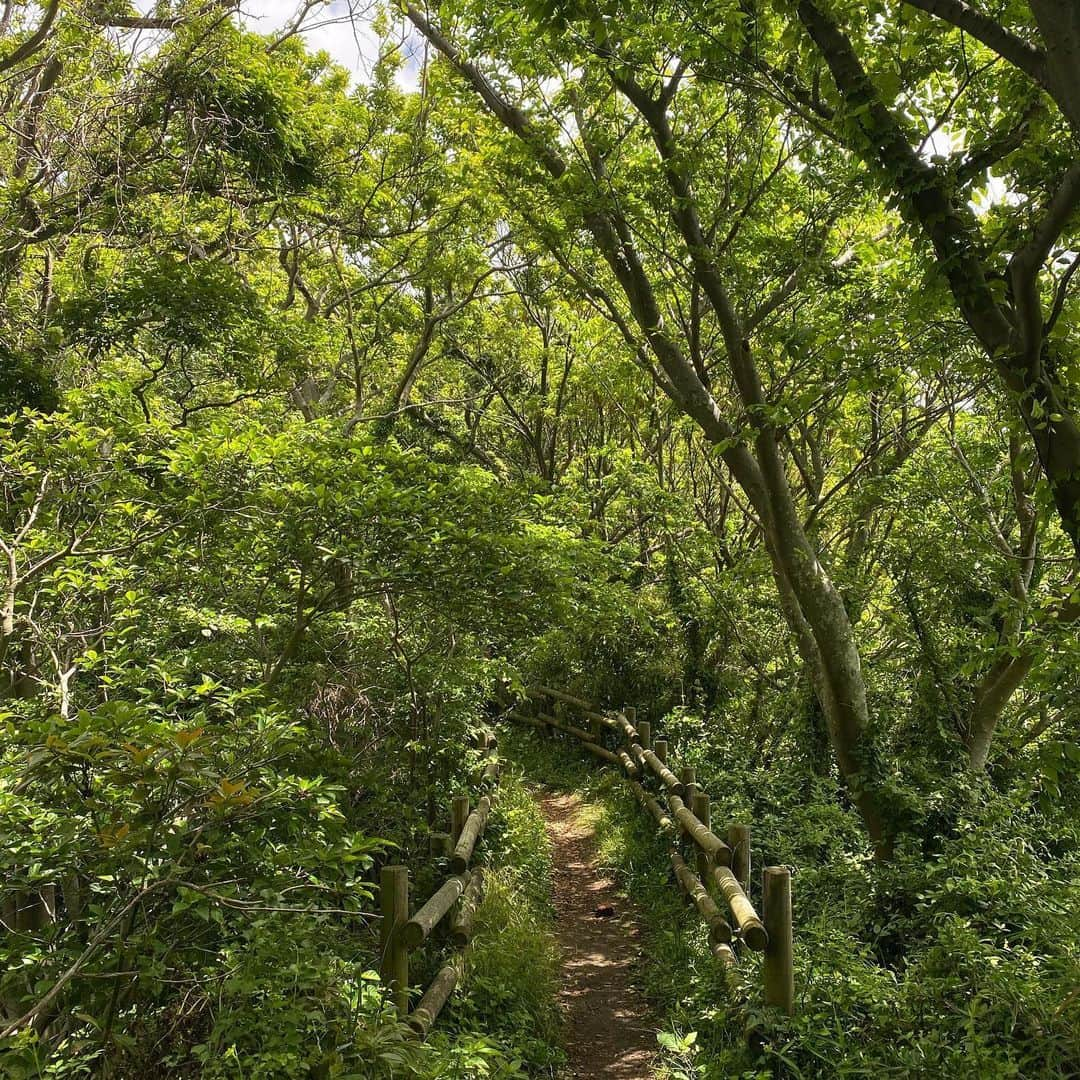 Hiroe Hiranoさんのインスタグラム写真 - (Hiroe HiranoInstagram)「【自然と調和する時間。山登り🌿】 朝からトレーニングして💪 アジャストメントをして身体を整えた後に。﻿ ﻿ 今日は、たっぷり汗をかきました💦﻿ そして、久々に山登りへ❣️⛰🌳🌳🌳﻿ #葉山リトリート ﻿ . 先週、雨もあり仕事モードが﻿ マックスだったので、少し身体ケアを﻿ サボってたのが見事に現れる、、、😭﻿ 日々のケアが大切だね💦😅﻿ ﻿ アーシング✨🌏﻿ 都内からすぐ場所に、﻿ こんな自然がたくさんあるよ。﻿ ﻿ 若葉や太陽、海、鳥の鳴き声。﻿ 富士山も見えました🙏﻿ ﻿ 地図のように簡単コースもあるし、﻿ ぜひ自然と調和する時間をお楽しみください🌳﻿ ﻿ 葉山の #真名瀬 エリアのコースです✌️﻿ ﻿ そして。﻿ 明日から、緊急事態宣言がクリアになるそうで。﻿ 東京に行ったのがずいぶん前に感じるなぁ。﻿ ﻿ ここ数ヶ月で、、、色々と向き合いながら。﻿ 私の中でもクリアになったことも🌟﻿ ﻿ スタンダードの変化もあるよね。﻿ ﻿ 変わらないのは、これからも。﻿ 自分と大切な人を大切にしながら、﻿ また日々を豊かに過ごして参りましょう☺️✌️﻿ ﻿ 💓LOVE&PEACE💓 . 　#パレオライフアカデミー　#葉山　#hayama @paleo_life_academy」5月24日 21時28分 - hiroe_hirano