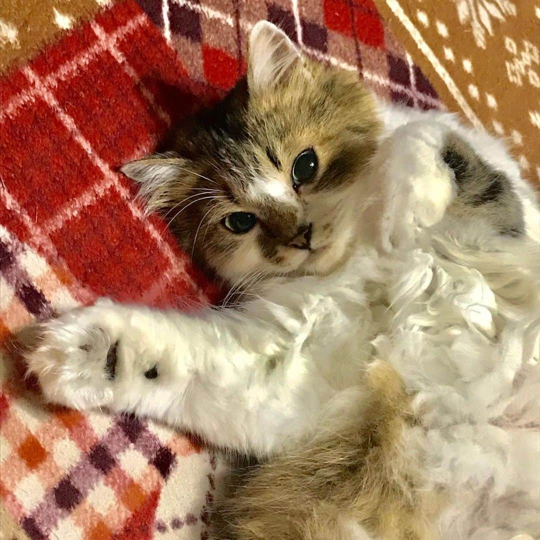 岩政久美子さんのインスタグラム写真 - (岩政久美子Instagram)「脱走のプロ実家猫トラちゃん🐱  前回は悪全開の写真だったので、私の過去に撮り貯めたプリティーなにゃんドル姿のボス（トラちゃん）もご覧くださいませ🤱🌟 #私は舎弟だと思われている #可愛いと言ったら喜ぶボス #よく仲良くしてくれます」5月24日 21時37分 - nyankoteacher10