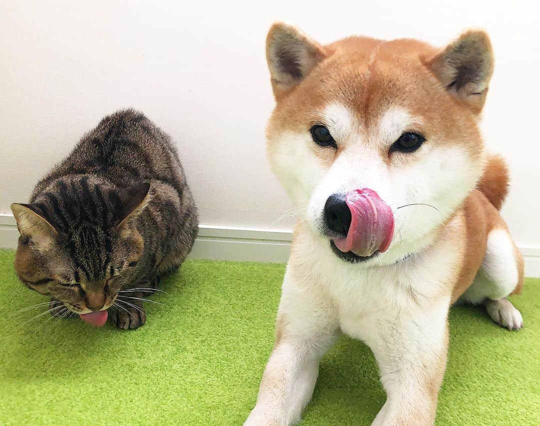 ゆうとろ（柴犬ゆうと猫のとろ）のインスタグラム