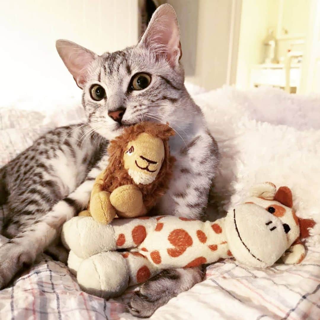 CatStockerのインスタグラム：「Hello! #catstocker is here!  Follow our FURRriend @panda.the.mau  Scroll right for more pictures 👉 . . . . . . . #cat #neko #mačka #chat #kočka #котка #kotek #kot #кіт #mače #кошка #кот #katze #gato #gatto #kissa #kattunge #猫 #고양이 #貓 #kedi #köttur #kissanpentu #חתול #кішка #kedicik #кошеня #gattino #子猫」