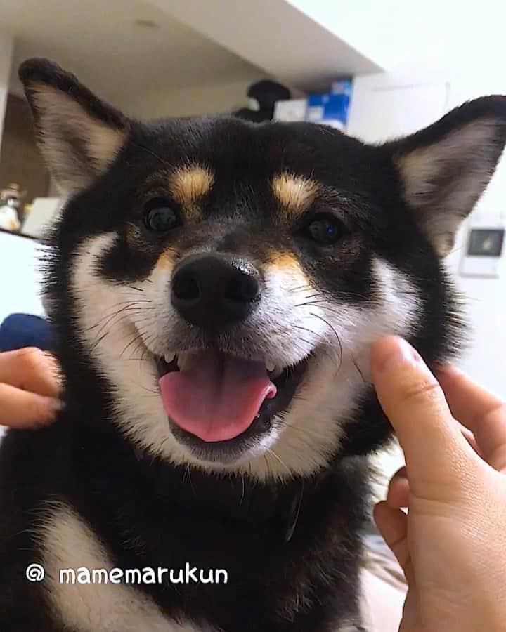 まめ丸のインスタグラム：「* * パパのソフトすぎる おかおマッサージ🐶💓 * relax time🐶💓 * #きもちよくてニコニコ #さいごふざけてきた #しふくのひととき🐶💓 * #柴犬#豆柴#柴#黒柴#犬#しばいぬ#shiba#shibainu#shibastagram#shibadog#puppy#instadog#dogstagram#dog#instashiba#blackshiba#petstagram#pet#cutepetclub#강아지#멍스타그램#boopthesnoot#doglover#ilovemydog#いぬのきもち#パパのマッサージ最高疑惑 シリーズ」