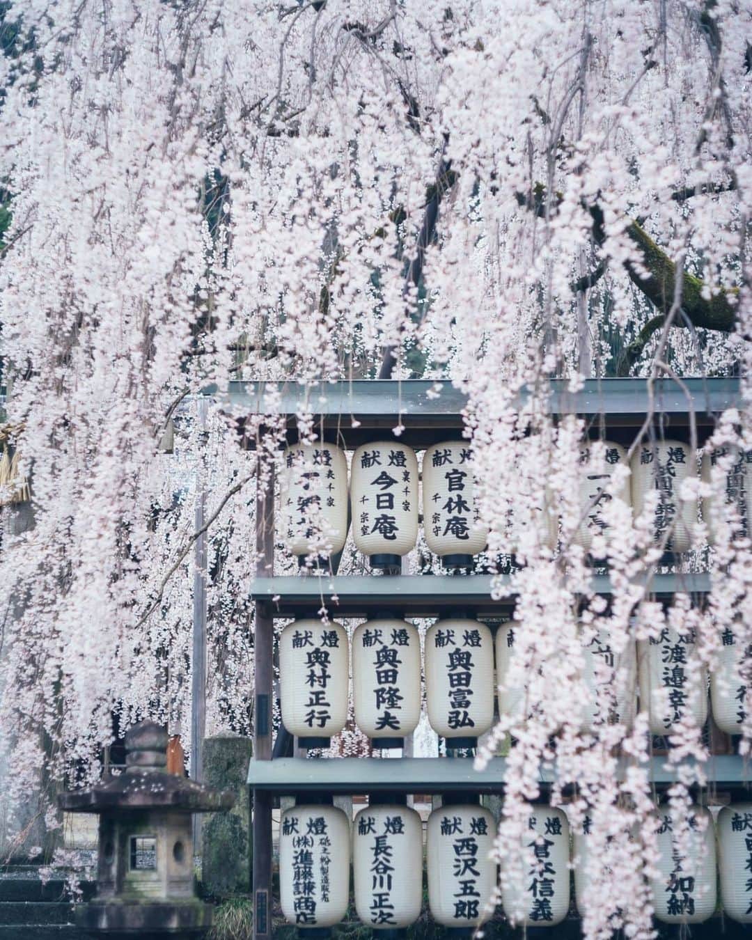 もろんのんさんのインスタグラム写真 - (もろんのんInstagram)「そうだ京都、行こう。撮影で1番印象的だったのは「大石神社」 . 鳥居や提灯に覆い被さるほど大きなしだれ桜が圧巻。 間違いく京都の隠れ桜名所🌸 「保存」して来年以降の参考にして欲しい場所✨ . ▶︎ @soudakyoto_official ※緊急事態宣言以前に、新型コロナウイルス感染防止のため、撮影は細心の注意を払って行いました。 . 📍京都 / Kyoto,Japan」5月24日 22時47分 - moron_non