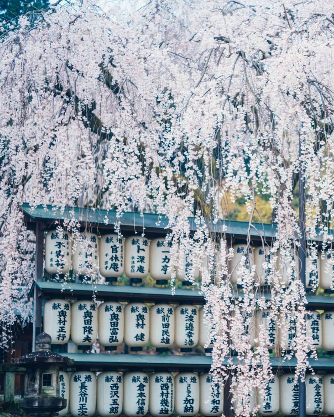 もろんのんさんのインスタグラム写真 - (もろんのんInstagram)「そうだ京都、行こう。撮影で1番印象的だったのは「大石神社」 . 鳥居や提灯に覆い被さるほど大きなしだれ桜が圧巻。 間違いく京都の隠れ桜名所🌸 「保存」して来年以降の参考にして欲しい場所✨ . ▶︎ @soudakyoto_official ※緊急事態宣言以前に、新型コロナウイルス感染防止のため、撮影は細心の注意を払って行いました。 . 📍京都 / Kyoto,Japan」5月24日 22時47分 - moron_non