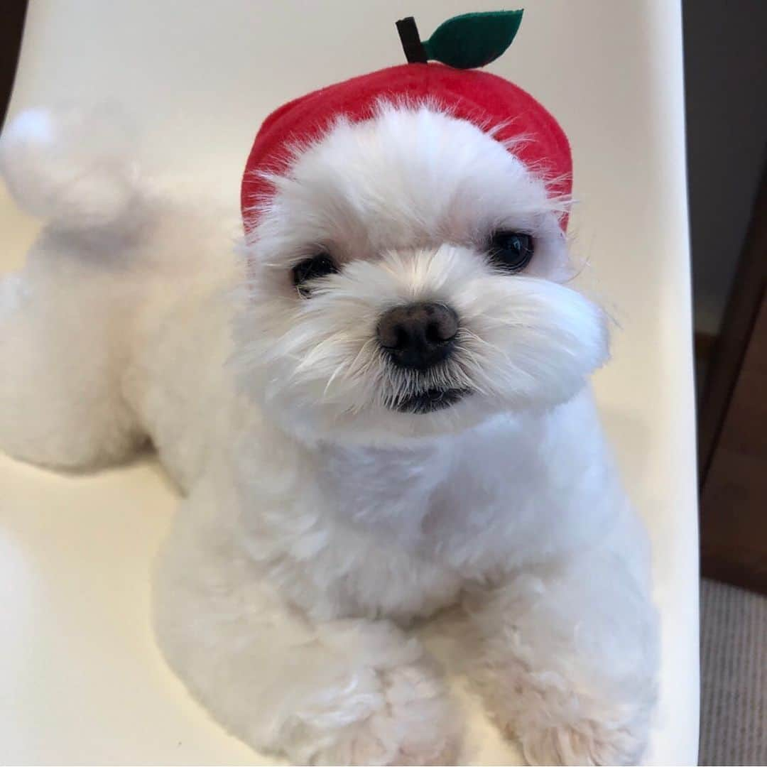 おかゆ & おもちさんのインスタグラム写真 - (おかゆ & おもちInstagram)「...🐶🎵..・.🍈🍓🍎 . . メロンボーイ🍈 . ストロベリーボーイ🍓 . アップルボーイ🍎 . . どれがお好みですか？☺️ . . あ〜〜、メロン🍈食べたくなってきた〜😋 . . . ❤︎ .  #maltese #malteseofinstagram #malteselovers #happydog #dogsmile #doglove #doglover #doglife #dogsofinstagram #dogstagram #instadog #lovedogs #ilovemydog #cutedog #dogoftheday #멍스타그램 . #okayusan #マルチーズ #エブリドッグ #犬バカ部 #癒しわんこ #わんこ #愛犬 #大好き #pecoいぬ部 #いぬすた #わんこは家族 #かぶりもの犬 #フルーツ好きな人と繋がりたい #フルーツ男子」5月24日 22時51分 - okayuchan0421