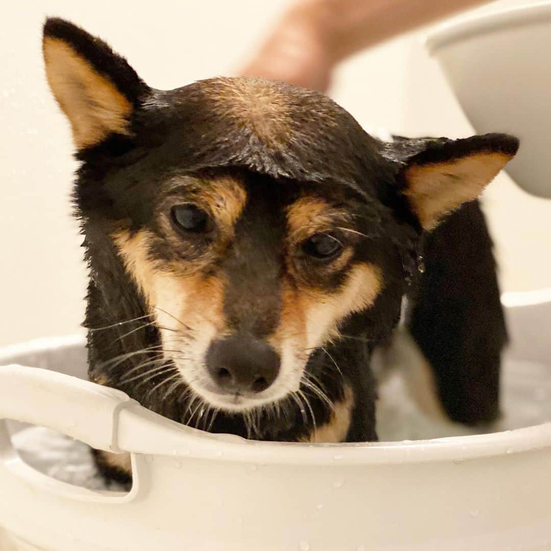 黒豆柴こむぎさんのインスタグラム写真 - (黒豆柴こむぎInstagram)「こむぎの入浴シーン🛁今日、お散歩から帰ったら、急にシャンポーされた💦額にT😳2020.05.24  #入浴シーン #ブサ顔の日じゃないよ #黒豆柴こむぎ #黒豆柴 #豆柴 #黒柴 #柴犬 #柴 #まめしば #しばいぬ #しば #mameshiba #kuroshiba #shibainu #shiba #shibalove #shibalovers #shibastagram #shiba_snap #shibasofinstagram #ふわもこ部 #pecoいぬ部 #いぬら部 #proudshibas #thedailyshibainu #ここ柴部 #いぬのきもち #todayswanko #rakutenpet #9gagcute」5月24日 23時20分 - komugi_1207