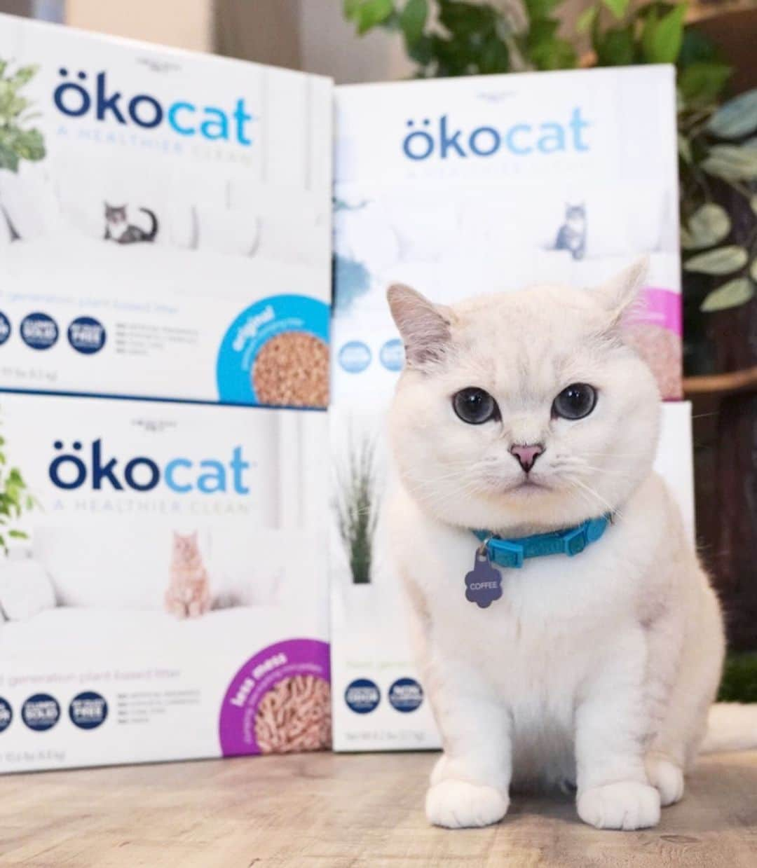 ミスター・ホワイトさんのインスタグラム写真 - (ミスター・ホワイトInstagram)「@okocat cat litter is committed to providing cat owners with a cleaner, healthier home. @okocat is 99% dust free, made from 100% sustainably sourced, responsibly rescued wood and paper with no artificial fragrances, synthetic chemicals or toxic dyes. If you care about the environment, this litter is for you!  @okocat is now available at Petco and PetSmart. Click the link in my bio for a $4 off coupon! #okocat #ad」5月24日 23時26分 - white_coffee_cat