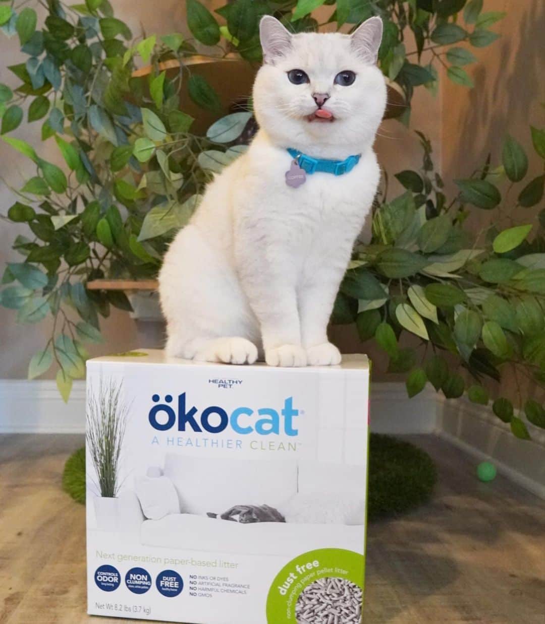 ミスター・ホワイトさんのインスタグラム写真 (ミスター・ホワイトInstagram)「okocat cat litter is