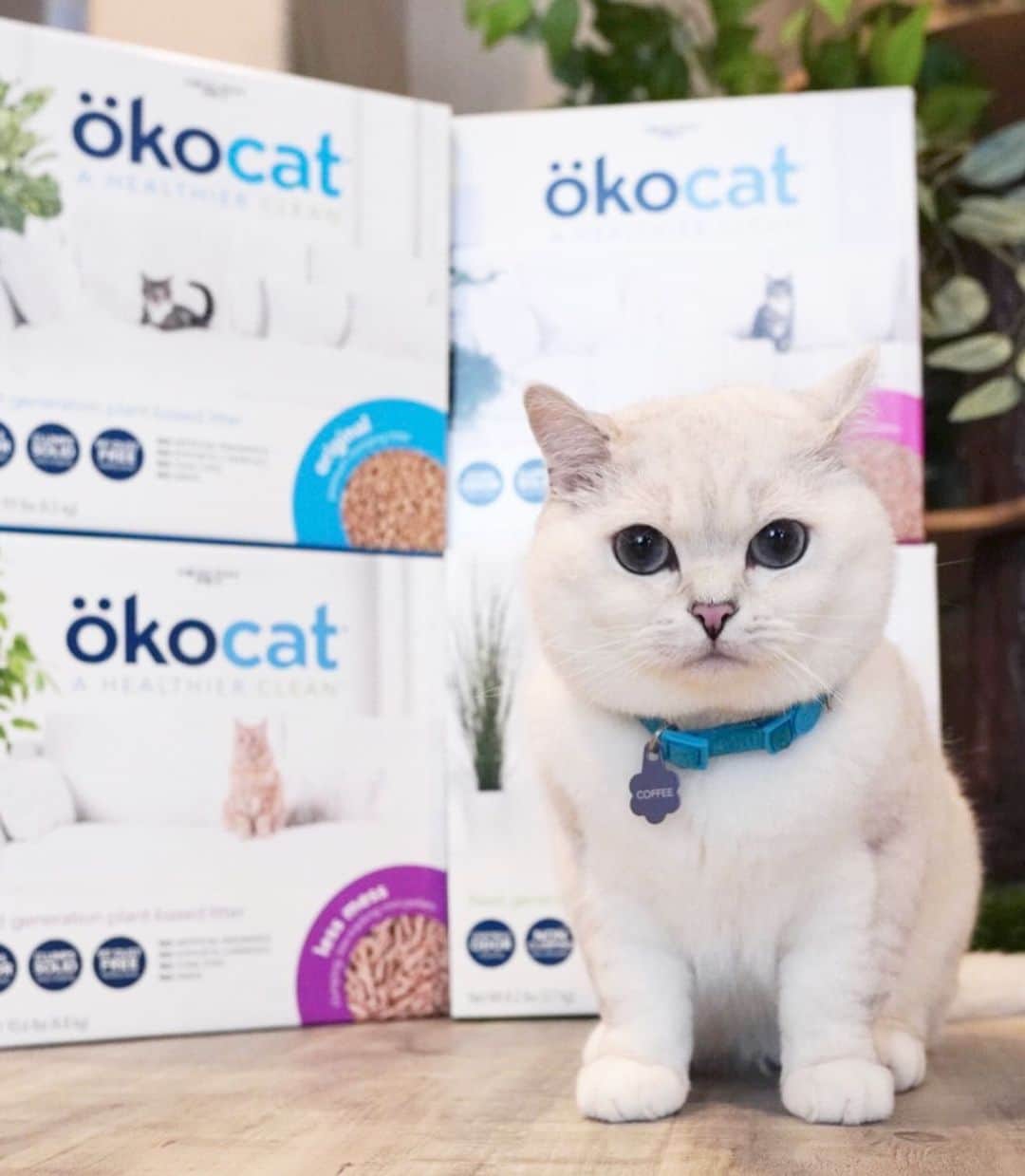 ミスター・ホワイトさんのインスタグラム写真 (ミスター・ホワイトInstagram)「okocat cat litter is