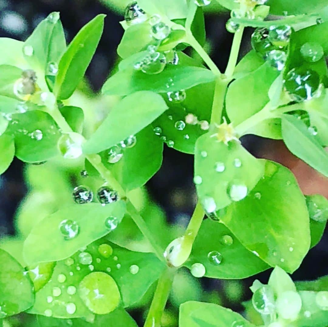 藤田朋子さんのインスタグラム写真 - (藤田朋子Instagram)「なまえのしらない雑草の 葉っぱの上の 小さな宇宙☘️ 雨上がり 朝露 まんまるの雨粒 たいようにひかる滴  この景色に惹かれます  #葉っぱ #雑草 #雨上がり #雨露 #朝露 #あお　#グリーン #green #morningdew #raindrops #clear #sunshine #favorite #god #nature #love」5月24日 23時30分 - chiendormant