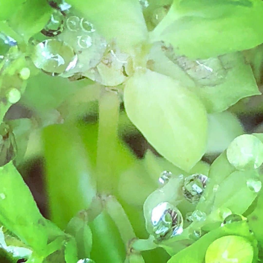 藤田朋子さんのインスタグラム写真 - (藤田朋子Instagram)「なまえのしらない雑草の 葉っぱの上の 小さな宇宙☘️ 雨上がり 朝露 まんまるの雨粒 たいようにひかる滴  この景色に惹かれます  #葉っぱ #雑草 #雨上がり #雨露 #朝露 #あお　#グリーン #green #morningdew #raindrops #clear #sunshine #favorite #god #nature #love」5月24日 23時30分 - chiendormant