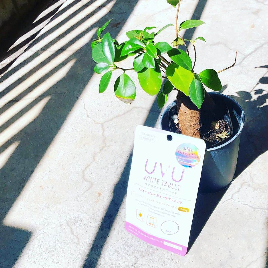 脇田唯さんのインスタグラム写真 - (脇田唯Instagram)「💊 UVU ホワイトタブレット Instagramのプレゼントで 当たりましたぁ！  こちら、 レッドオレンジコンプレックスを100mg配合された、塗る日焼け止めに合わせて使う新提案美容補助食品だそうです✨  粒も小さくて飲みやすい！ 日焼け止めクリームと併用で完璧な日焼け止め対策！  今はお外に出る時間も少ないですが、これからコロナが落ち着いて、活躍してくれる日を願います。  #飲む日焼け止め  #日焼け止めサプリ #飲む日焼け止めサプリ  #ウブホワイトタブレット  #uvu  #UVUホワイト #日焼け対策 #uvケア」5月24日 23時32分 - post_yui