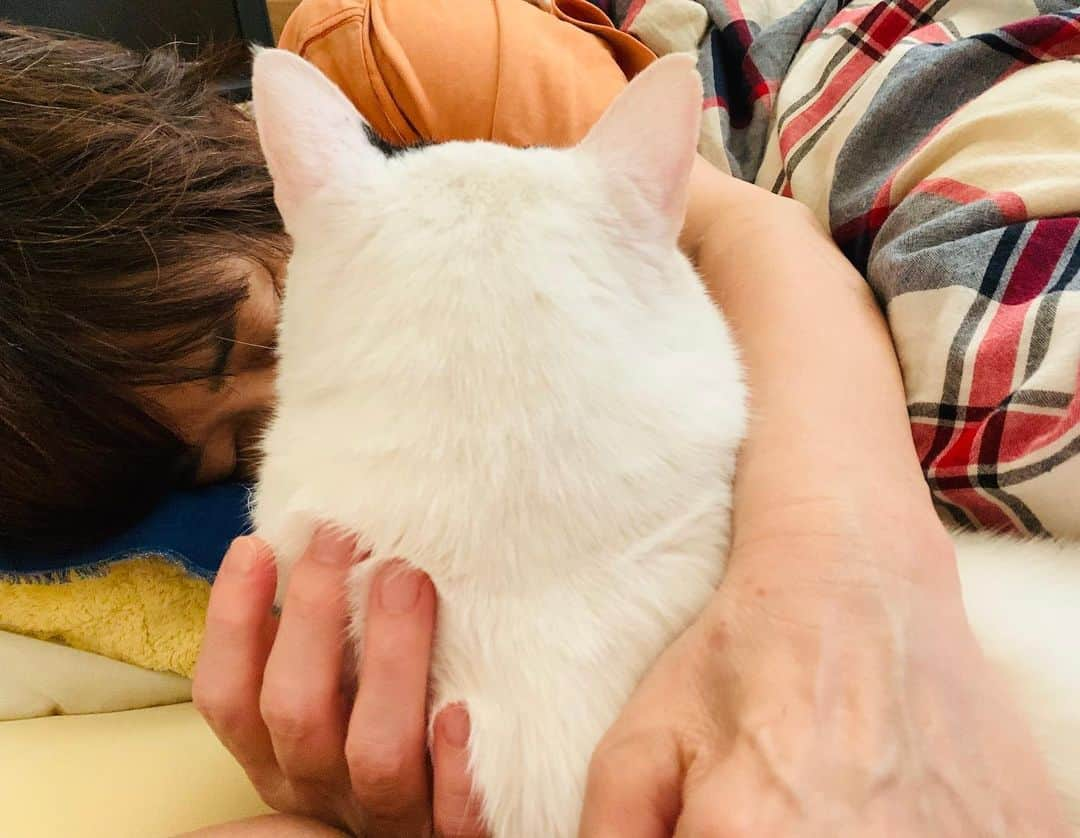 Kachimo Yoshimatsuさんのインスタグラム写真 - (Kachimo YoshimatsuInstagram)「一緒に寝る。 Sleep with Nanakuro  #うちの猫ら #nanakuro #nao #猫 #ねこ #cat #ネコ #catstagram #ネコ部 http://kachimo.exblog.jp」5月24日 23時35分 - kachimo