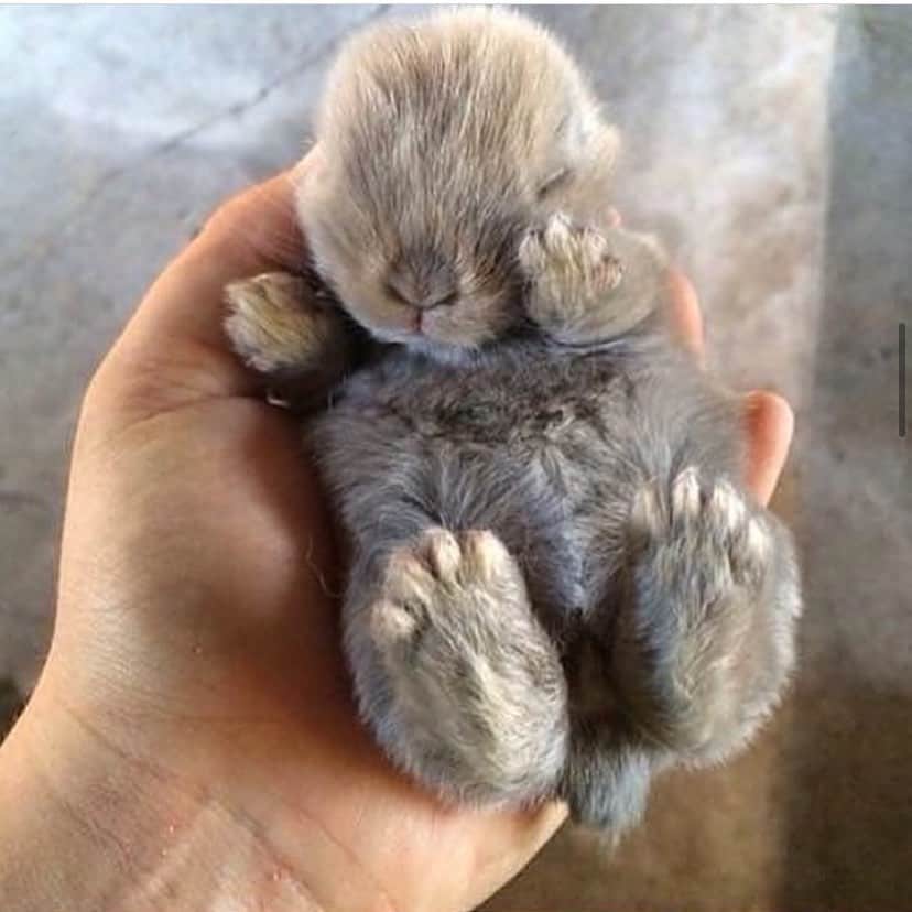 Baby Animalsさんのインスタグラム写真 - (Baby AnimalsInstagram)「Cute baby bunny! 🐰」5月24日 23時42分 - thebabyanimals