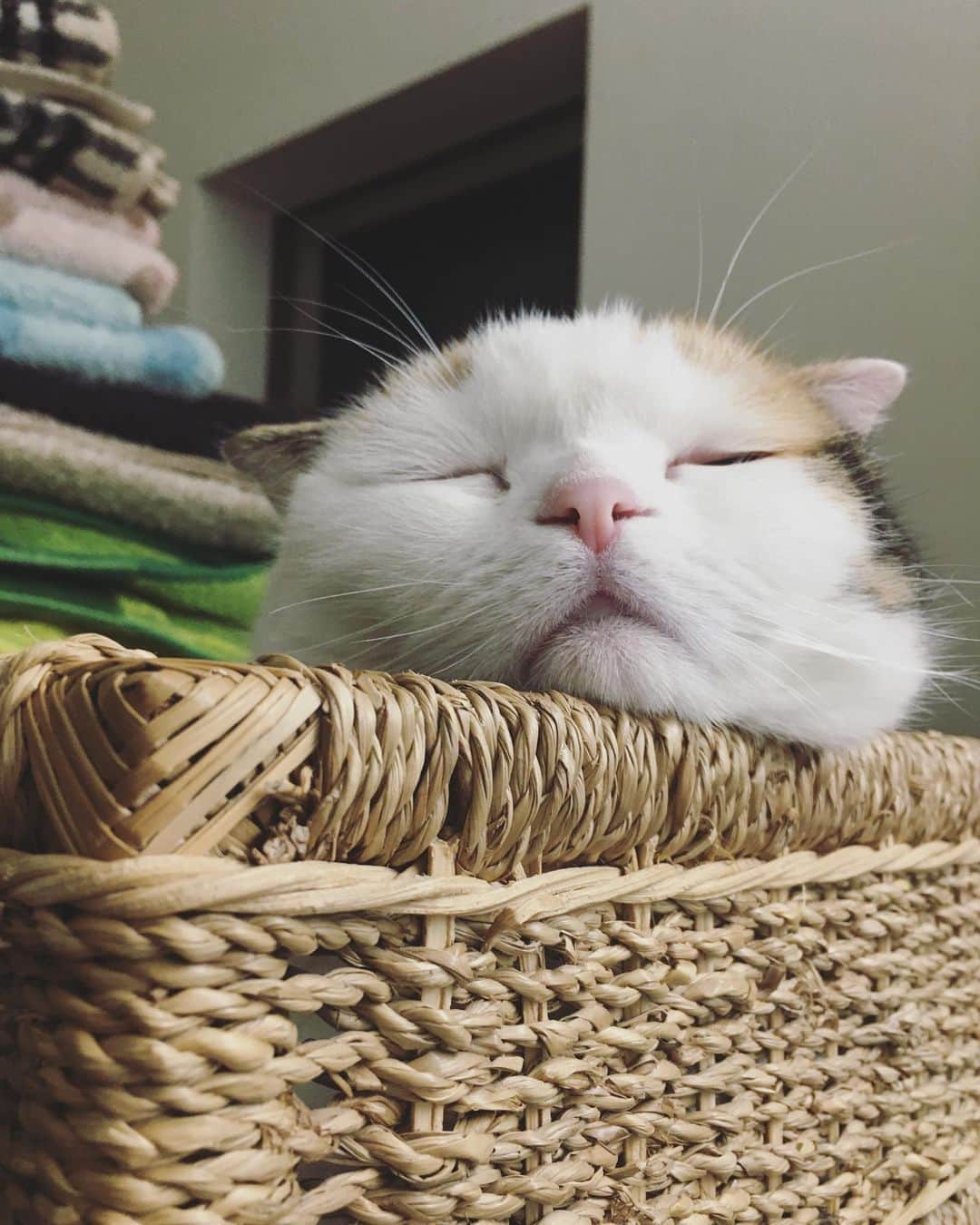 ありす & まりあのインスタグラム：「sweet dreams ⭐️ 明日も晴れるかにゃ…」