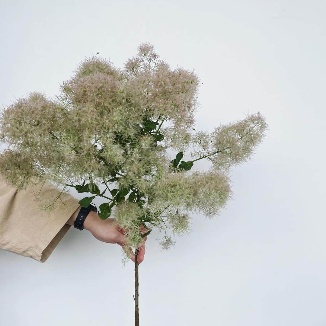 MILLE ECLAT.のグルメインスタ