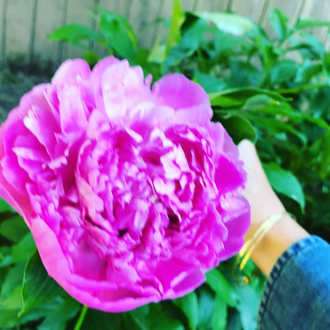 ローラ・グラウディーニさんのインスタグラム写真 - (ローラ・グラウディーニInstagram)「Weekend lover. #peonies」5月25日 9時59分 - trulylolaglaudini