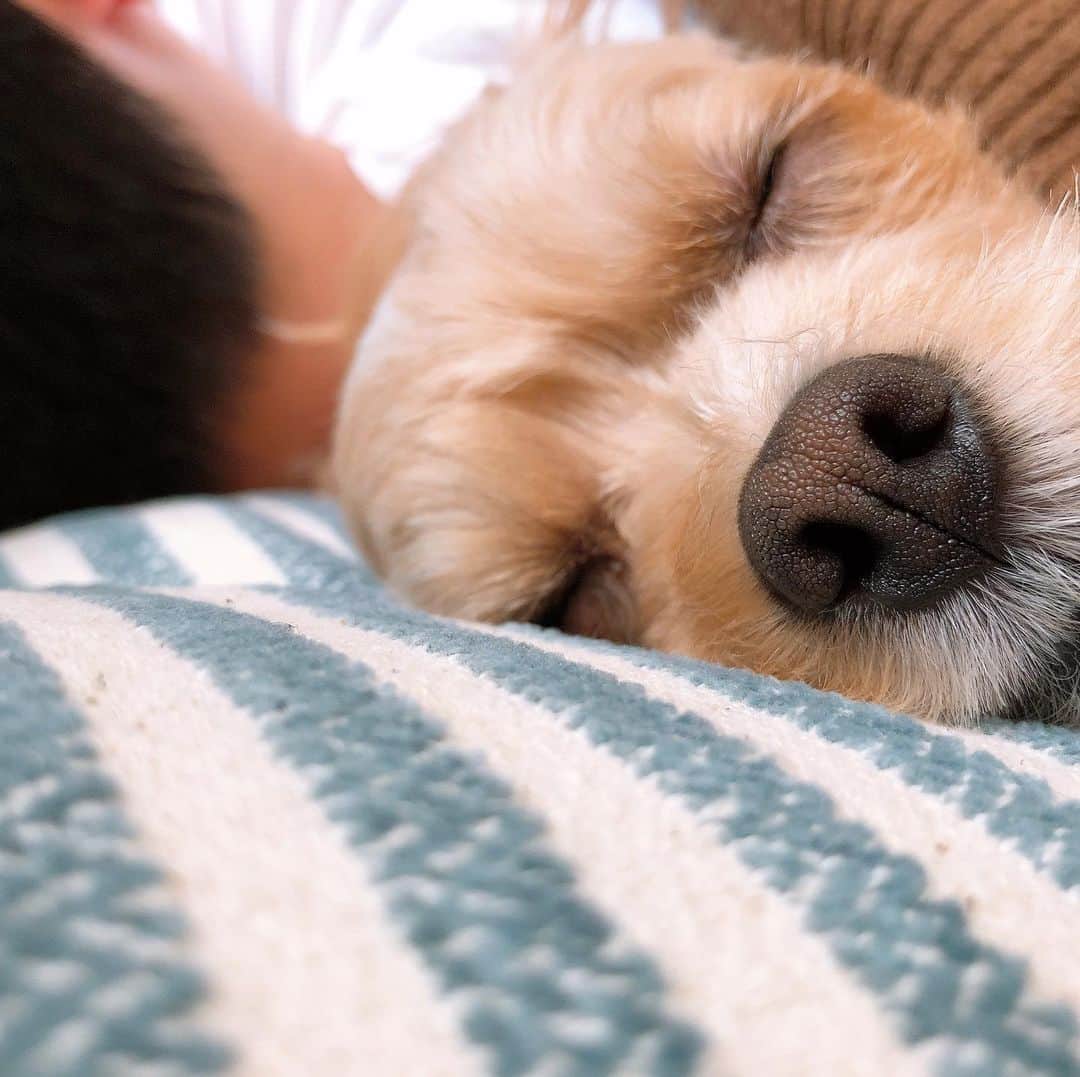 加藤美祐さんのインスタグラム写真 - (加藤美祐Instagram)「朝目覚めた時の光景🌱　 夜は別で寝てたのにいつのまにか真ん中にいるねぇ🐶  #いぬすたぐらむ #いぬのいる暮らし #いぬのきもち #寝顔　#幸せな時間　#family #dogstagram  #instadog #dogstagram #doglovers  #dogstagram  #mixdog #sleepingdog」5月25日 10時31分 - muwkato