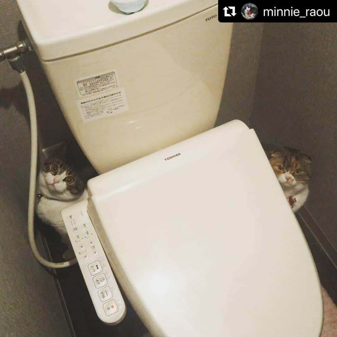 ねこさんのインスタグラム写真 - (ねこInstagram)「【#ねこは人を笑顔にする】❣️ ハッ…トイレの神様がいる…👼✨🚽 @minnie_raou さん、アリガトー😆🙏🚽 #Repost @minnie_raou with @make_repost ・・・ こうなるととにかく出て来ない。  #スタペグラム #スコティッシュフォールド #みんねこ #うちの子記念日 #ウェブキャットショー #ふわもこ部 #ナデシル #朝ワンコ夕ニャンコ #可愛い #ねこ #ネコ #猫 #cat #pecoねこ部 #rakutenpet #nyancon01 #猫との暮らし #猫好きさんと繋がりたい #ねこのきもち #ねこは人を笑顔にする #にゃんすたぐらむ #ミニーとラオウ #もふもふ #もふねこ #トイレ #出て来ない #籠城 #困る #狭いから」5月25日 10時44分 - neko_magazine