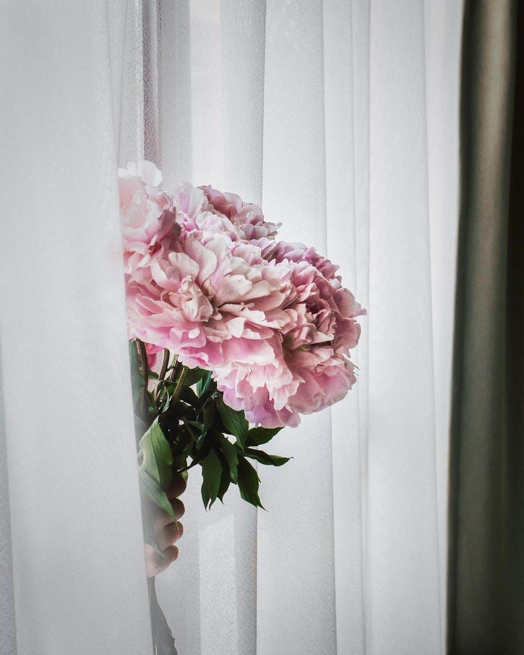 柳澤麻衣さんのインスタグラム写真 - (柳澤麻衣Instagram)「Pink peony is really lifts me up. Have a lovely Sunday evening. . 全ての地域で緊急事態宣言解除ですね。 . 予防対策など気を抜かずに継続で頑張りたいです。」5月25日 2時20分 - toile_blanche