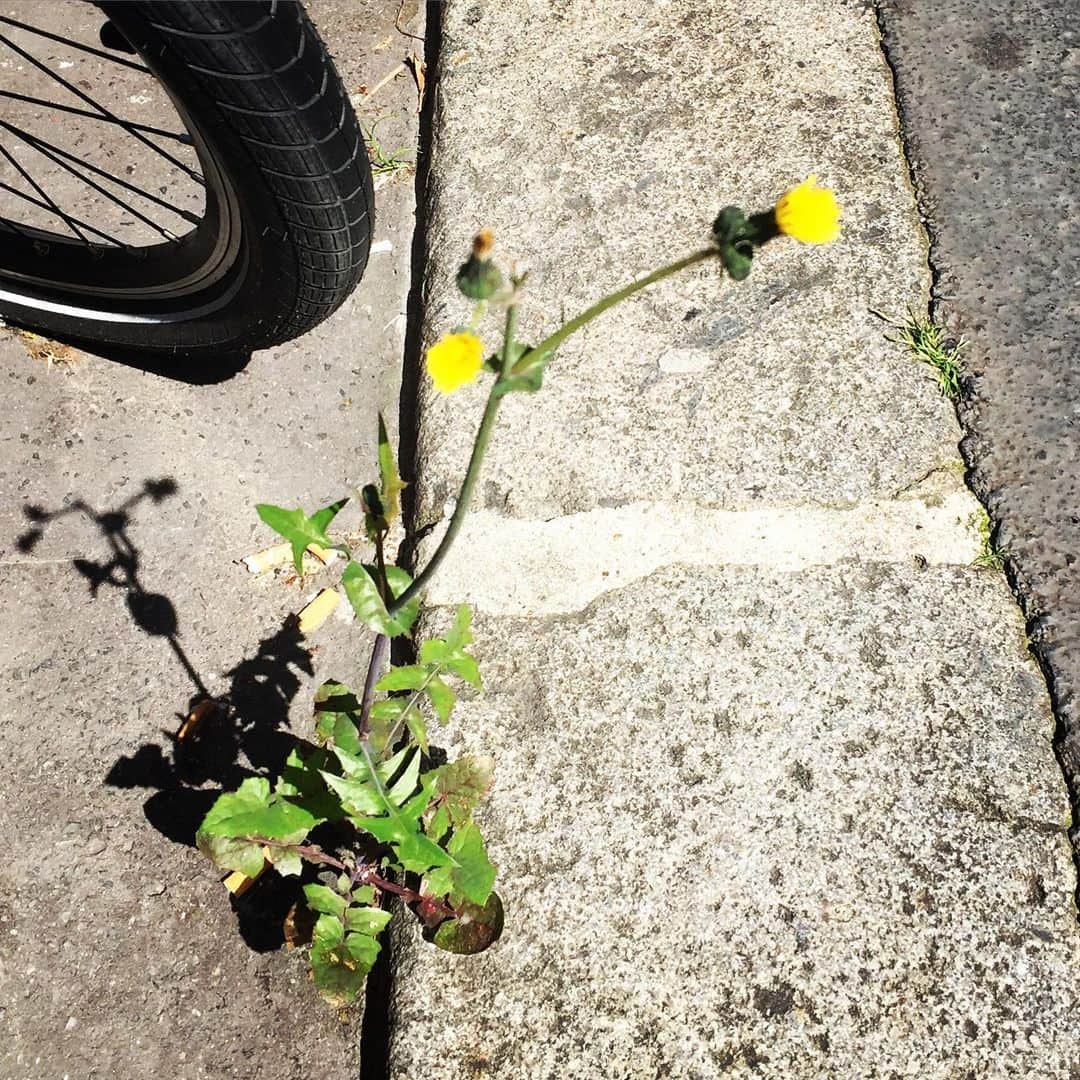 大森美希さんのインスタグラム写真 - (大森美希Instagram)「I like beautiful flowers in the florist but I also like wild flowers.  道端に咲く花のようにしたたかに、そしてしなやかに生きていきたい。  #todaysmood #wildflowers #fleurssauvages #weeds #flowers #fleurs #dandelion #pissenlit #paris #parislife #onthestreet #danslarue #déconfinement #道端の花 #雑草 #たんぽぽ #パリ #パリ散歩 #パリところどころ #パリ生活 #海外生活 #したたかにしなやかに #花 #野の花 #ダンデライオン #今日のムード #生きる #小さな花 #草花 #海外で暮らす」5月25日 3時26分 - mikiomori_