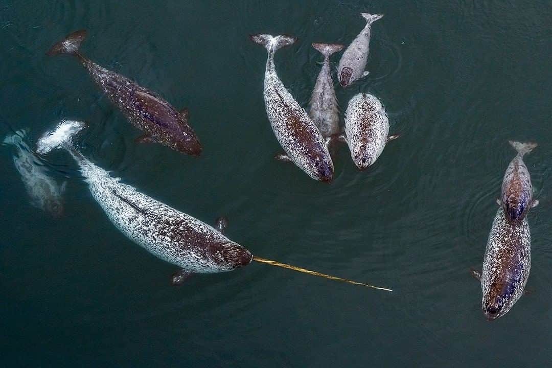 ナショナルジオグラフィックさんのインスタグラム写真 - (ナショナルジオグラフィックInstagram)「Photo by @BrianSkerry and @nansenweber | A family of narwhals gathers on the surface in the waters of the Canadian high Arctic. The narwhal is called the unicorn whale due to its tusk, which is actually a canine tooth that protrudes from the animal’s lip. Male narwhal tusks can grow to lengths of nearly nine feet (three meters). On the right side of this photo, we see a narwhal calf riding on the back of its mom. Since access to this species has historically been limited due to the challenges of working in the places they live, much remains unknown about the intricacies of their lives. But based on what we do know, it seems clear that they have rich cultures and complex social relationships. Follow @BrianSkerry for more images of ocean wildlife. #narwhal #arctic #whales」5月25日 3時36分 - natgeo