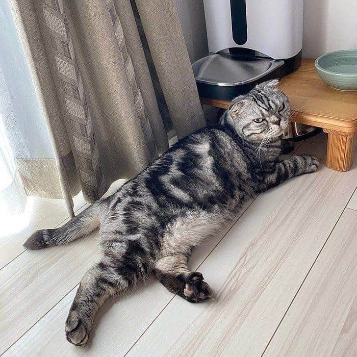 Shishi-maruさんのインスタグラム写真 - (Shishi-maruInstagram)「🐱ねこのきもちWEBMAGAZINE にて、猫エッセイが更新されました。今回はご飯入れの前で待つししまるのお話です。アプリ版もありますので是非。 お楽しみください。 【渋ネコししまるさん】#48 ｜ねこのきもちWEB MAGAZINE  https://cat.benesse.ne.jp/lovecat/content/?id=69936 🐱My essay about Shishi-maru is serialized in a weekly magazine:) ーーーーーーーーーーーーー 🌺「渋ネコ ししまるさん」ねこのきもちWEB MAGAZINE にて毎週金曜日エッセイの連載中 ーーーーーーーーーーー 📕「ぷっちねこ。」「3匹のちいさな猫を召喚できたなら」「ちいさな猫を召喚できたなら」徳間書店より単行本発売中 ーーーーーーーーーーー ⭐︎ねこ漫画→@tacos_cat 🌺Twitter →@taco_emonemon ーーーーーーーーーーー」5月25日 5時32分 - emonemon