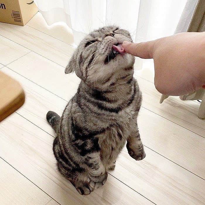 Shishi-maruのインスタグラム：「🐱ねこのきもちWEBMAGAZINE にて、猫エッセイが更新されました。今回はご飯入れの前で待つししまるのお話です。アプリ版もありますので是非。 お楽しみください。 【渋ネコししまるさん】#48 ｜ねこのきもちWEB MAGAZINE  https://cat.benesse.ne.jp/lovecat/content/?id=69936 🐱My essay about Shishi-maru is serialized in a weekly magazine:) ーーーーーーーーーーーーー 🌺「渋ネコ ししまるさん」ねこのきもちWEB MAGAZINE にて毎週金曜日エッセイの連載中 ーーーーーーーーーーー 📕「ぷっちねこ。」「3匹のちいさな猫を召喚できたなら」「ちいさな猫を召喚できたなら」徳間書店より単行本発売中 ーーーーーーーーーーー ⭐︎ねこ漫画→@tacos_cat 🌺Twitter →@taco_emonemon ーーーーーーーーーーー」