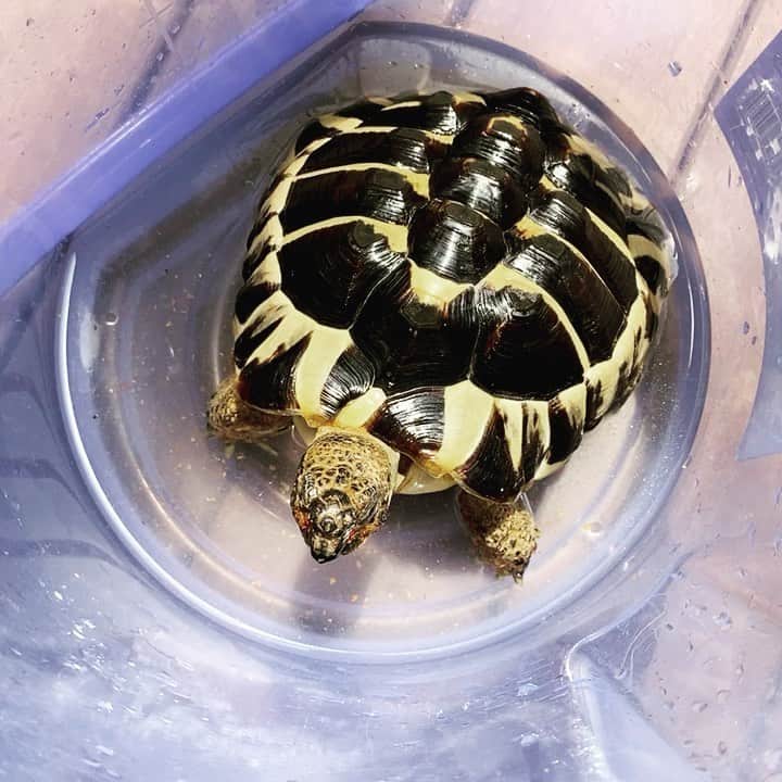 TERUのインスタグラム：「ペコ丸の朝活。」