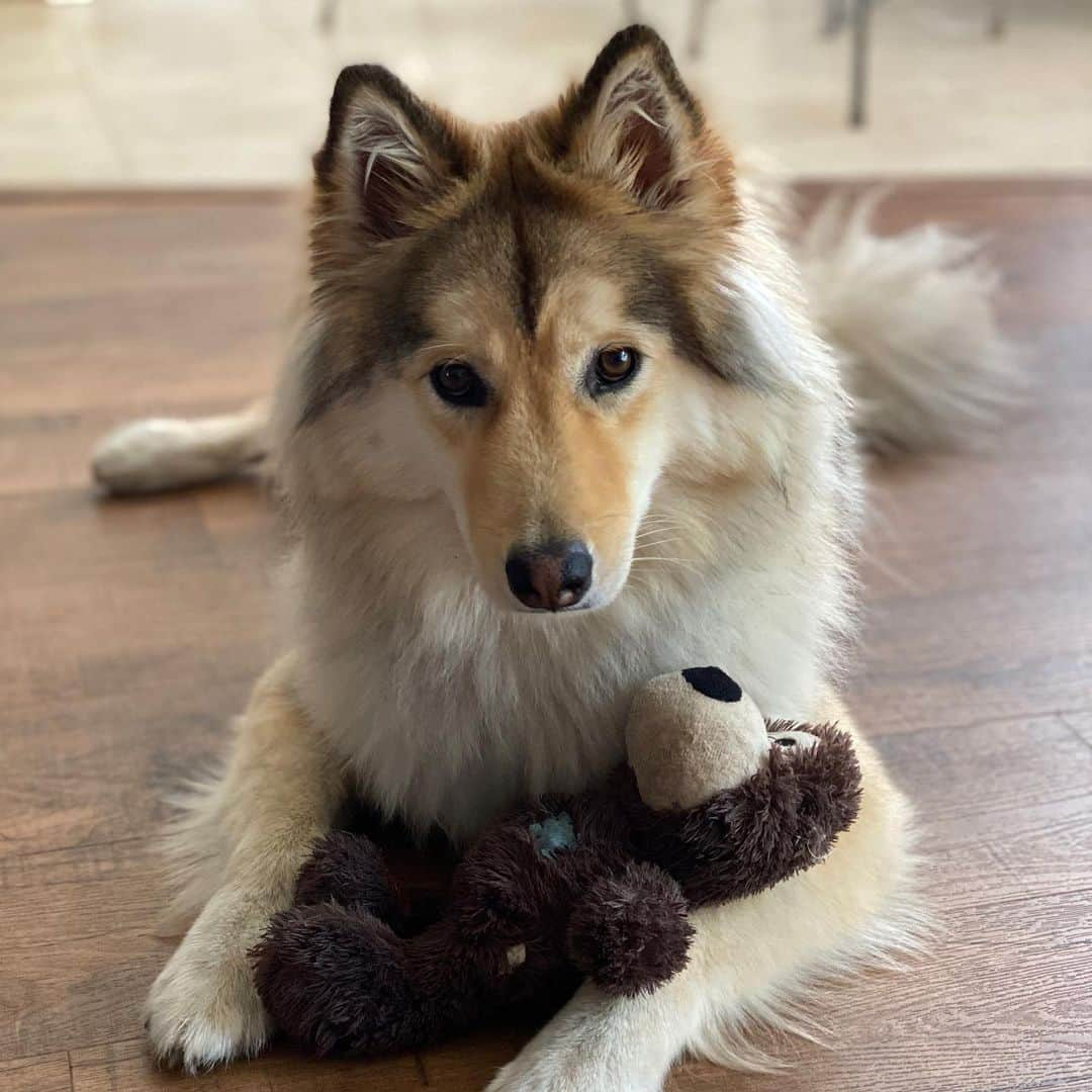 ミカ・タレッサ・トッドのインスタグラム：「Pup and her bear ❤️」